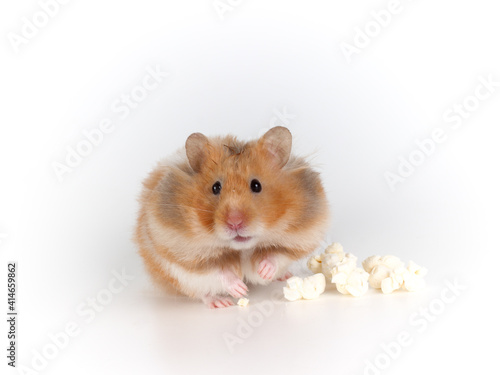 Fluffy Syrian hamster eating popcorn.
