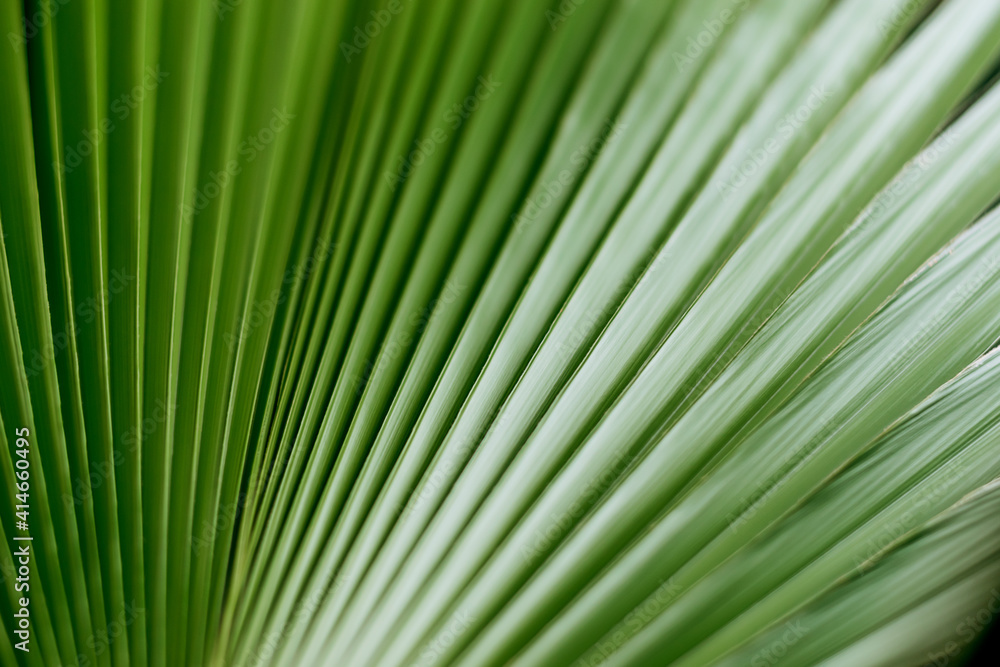 Green leaf of Palm tree close up.Natural background.Houseplants.Urban jungle concept.Biophilic design. Green leaf of Palm tree close up.Natural background.Houseplants.Urban jungle concept.Biophilic design.