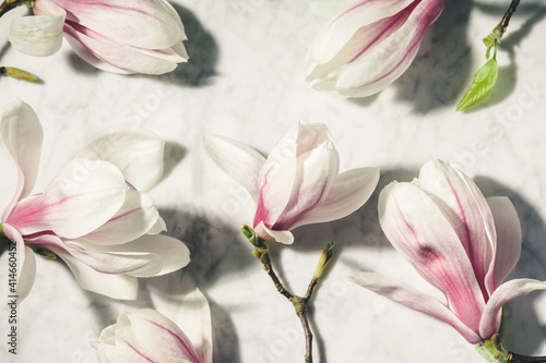 Beautiful pink magnolia flowers on white marble table. Top view. flat lay. Spring minimal concept.
