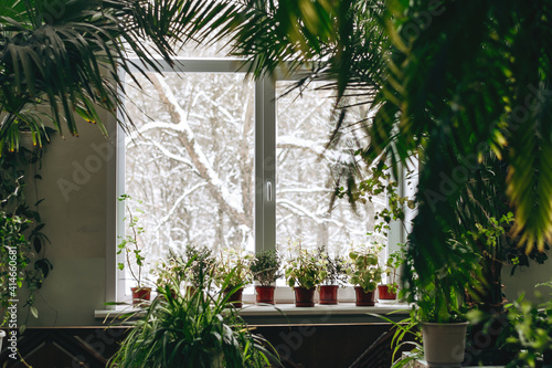 A fragment of the interior with potted indoor plants and palm trees.Outside the window is a snow-covered landscape.Home gardening.Houseplants and urban jungle concept.Biophilia design.Selective focus. © Tatyana