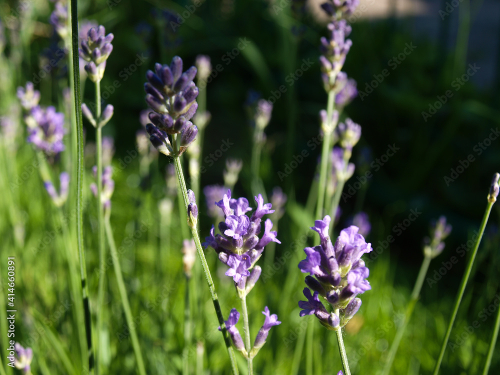 Obraz premium Close up of lavender flowers. Bush in the garden against the background of green summer grass. Summer landscape