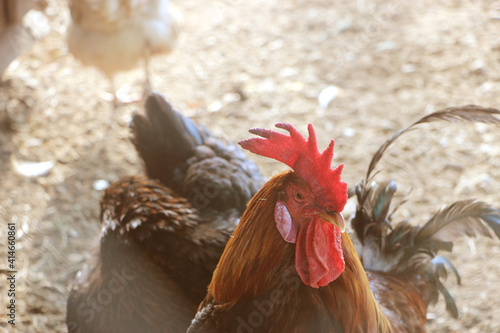 Cock and hen in thefarm yard. Selective focus photo