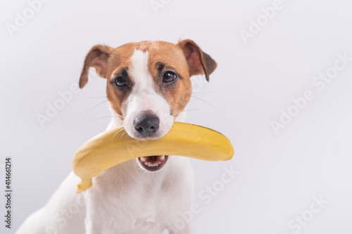 Jack russell terrier dog holds a banana in his mouth on a white background. Copyspace