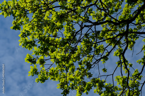 Branches and young and green leaves of oak tree against blue sky and clouds in natural light. Selective focus. Sharp sunlight. Natural background. Forest. Spring. Summer.