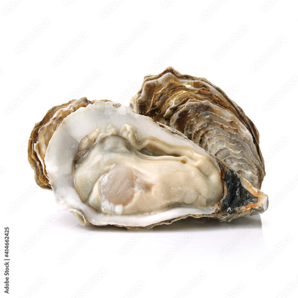 Fresh oyster on white background Fresh oyster on white background