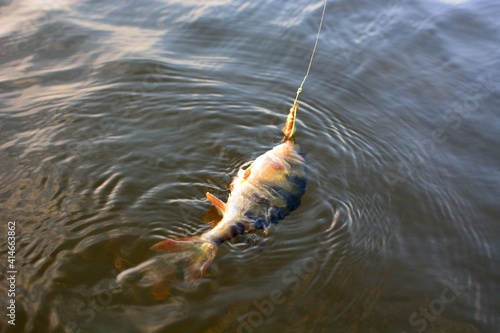 Summer fishing  perch fishing spinning reel on the lake 