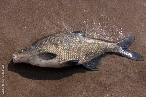 Ein toter Fisch im Sand am Strand