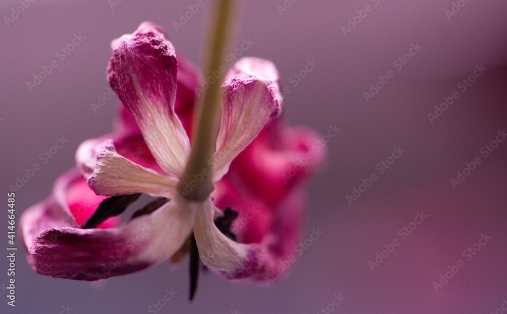 vertrocknete Tulpe in pink/rosa/weiß vertrocknete Tulpe in pink/rosa/weiß