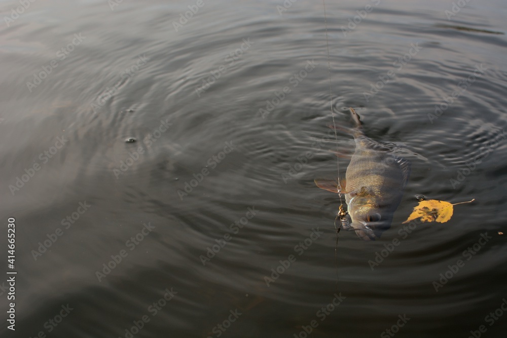 Summer fishing, perch fishing spinning reel on the lake
Summer fishing, perch fishing spinning reel on the lake
