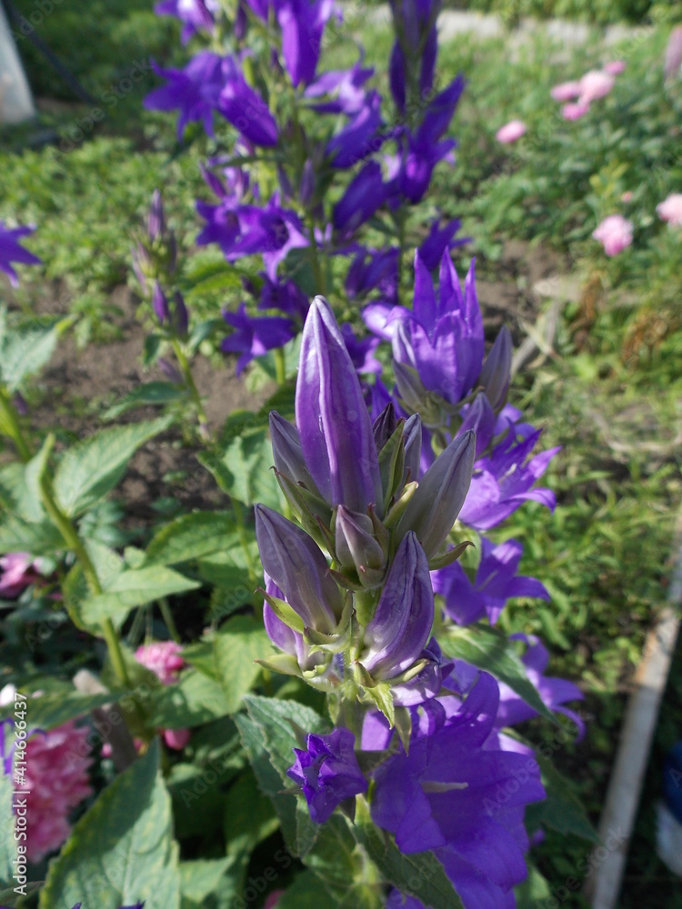 Bluebell Bluebell