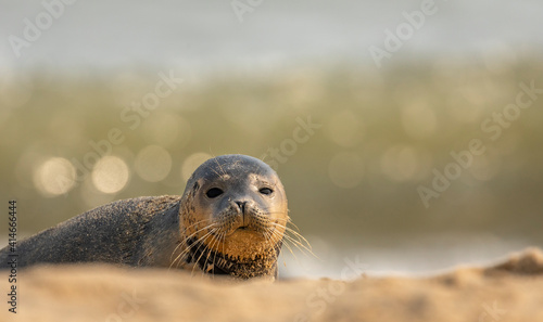 Common Seal pup on beach
