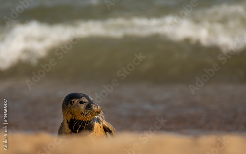 Common Seal pup on golden beach.