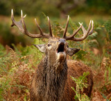 Bellowing Red Deer Stag