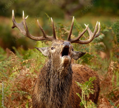 Bellowing Red Deer Stag