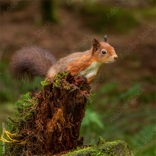 Red Squirrel.