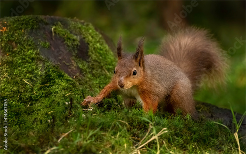 Red Squirrel.