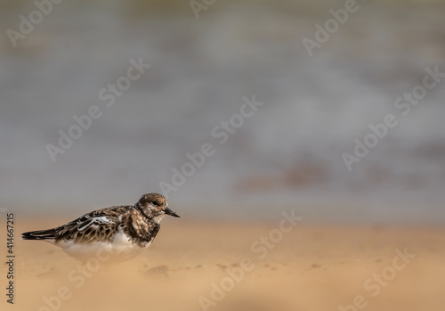 Turnstone bird in winter plumage walking along a golden sandy beach at the water's edge of the sea. Space above the bird for text. 