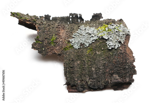 Tree-Dwelling lichen on tree bark isolated on white background