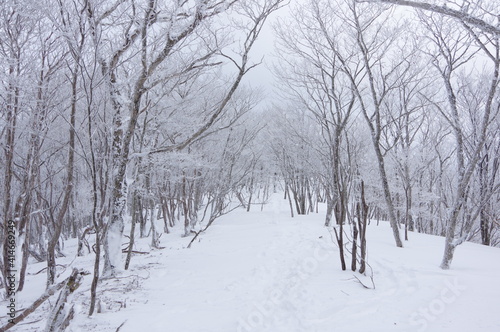 雪道 © TeTsumi