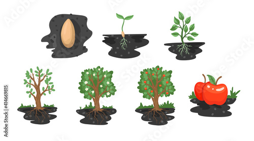 Apple tree with roots in the ground. Sectional land. Tree growth diagram illustration. Vector flat cartoon drawing