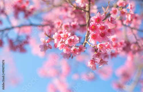 Beautiful cherry blossoms blooming 
