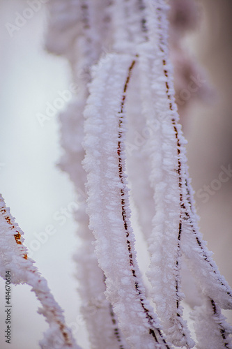 frozen treees - white snowflakes