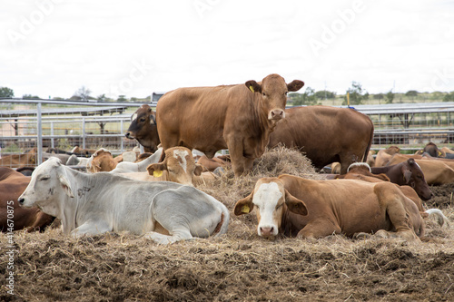 Feedlot cattle 9 photo