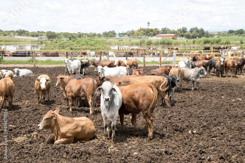 Feedlot cattle 6 photo