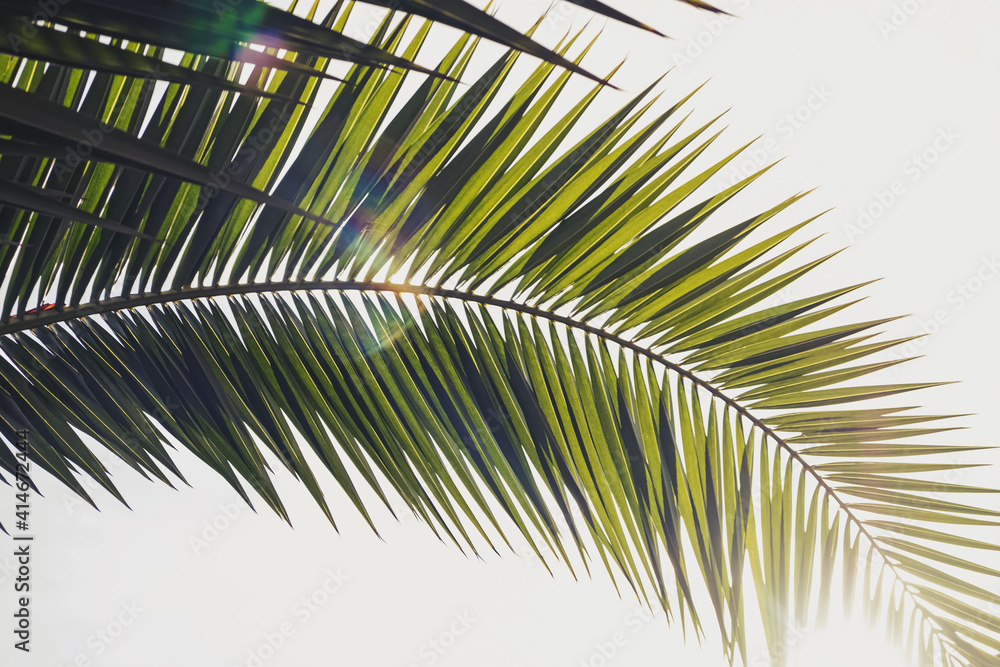 Green leaf palm tree close-up in natural sunligh Green leaf palm tree close-up in natural sunligh