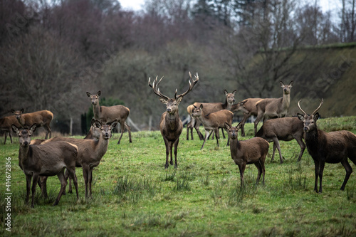 herd of deer © Niklas