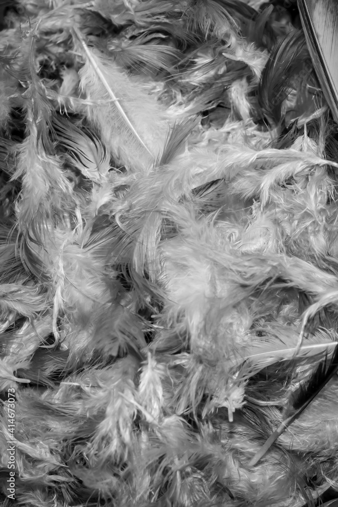 gray hen feathers with visible details. background