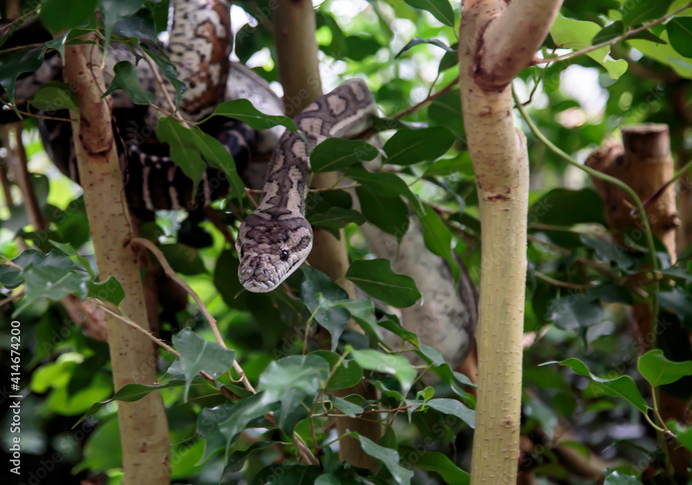 A snake among trees in a tropical forest. Close up view