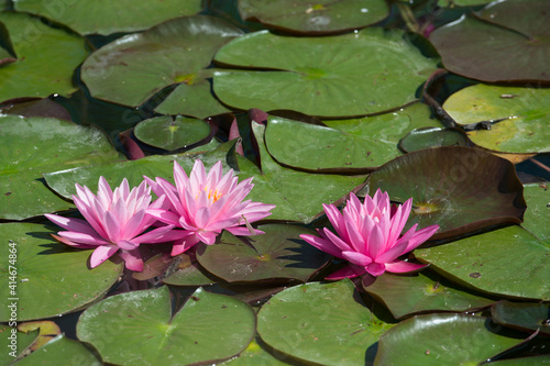 Ninfee rosa fiorite in un lago