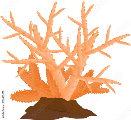 熱帯の海の綺麗なオレンジのサンゴ