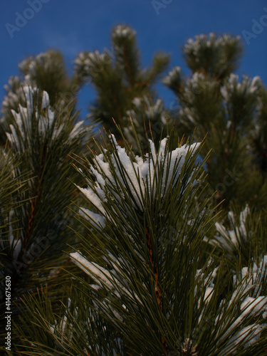 Spruce in the snow against the sky © Inna Litvinenko