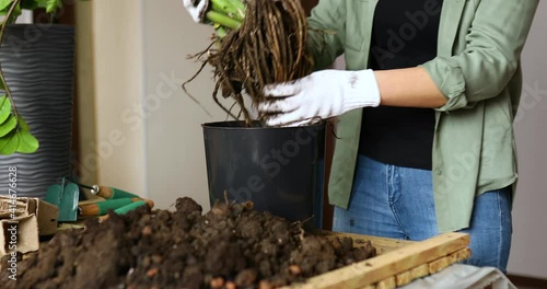 Woman take and put Zamioculcas plant with roots in pot, repotting flower indoor, the houseplant pot transplant at home, Hobbies and leisure, home gardening. photo