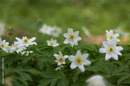White spring flowers, snowdrops in the forest. Anemone nemorosa - wood anemone, windflower, thimbleweed, and smell fox. Romantic soft gentle artistic image.