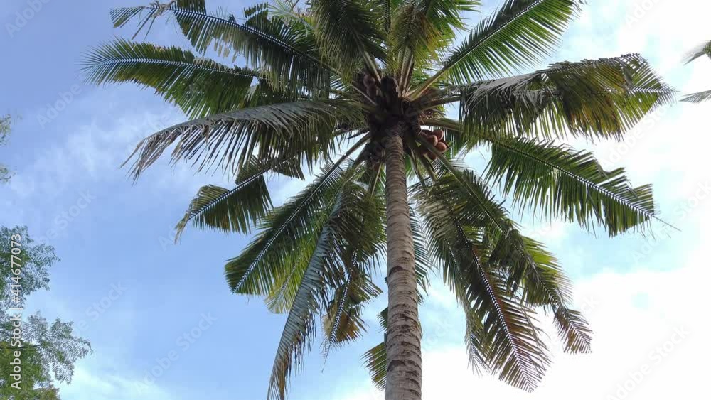 Walking around while looking up a tall coconut tree with cloudy light blue sky on a sunny day. Low angle, medium shot. Walking around while looking up a tall coconut tree with cloudy light blue sky on a sunny day. Low angle, medium shot.