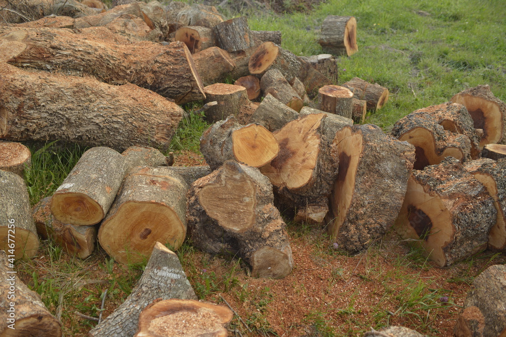 Fototapeta premium pile of fire wood on a yard
