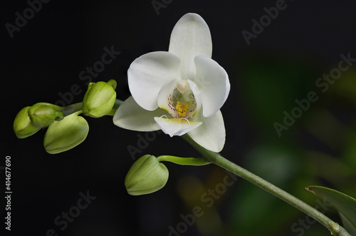 White Phalaenopsis Orchid With Natural Background