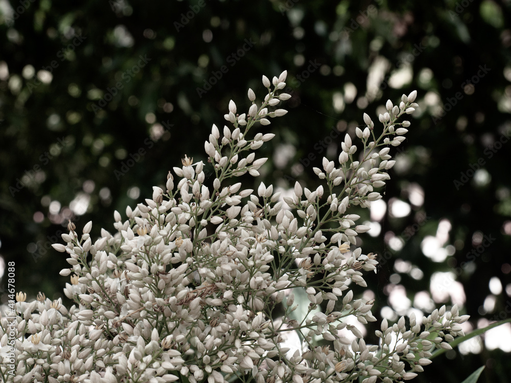 flowers from a magic garden