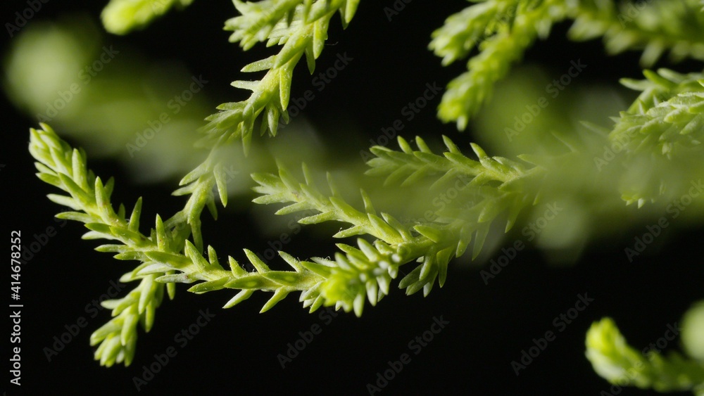 Zielona roślina cyprys - obrazy, fototapety, plakaty 