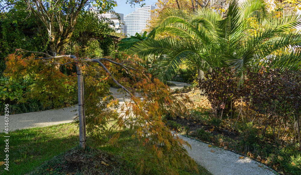 Graceful Acer Palmatum Dissectum on greenery background with Canary Island Date Palm (Phoenix canariensis). Nice landscape in park nearby Winter Theater in center Sochi.
