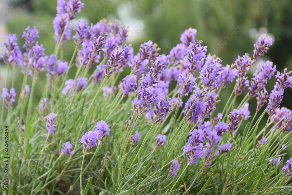 Obraz premium lavender field in region