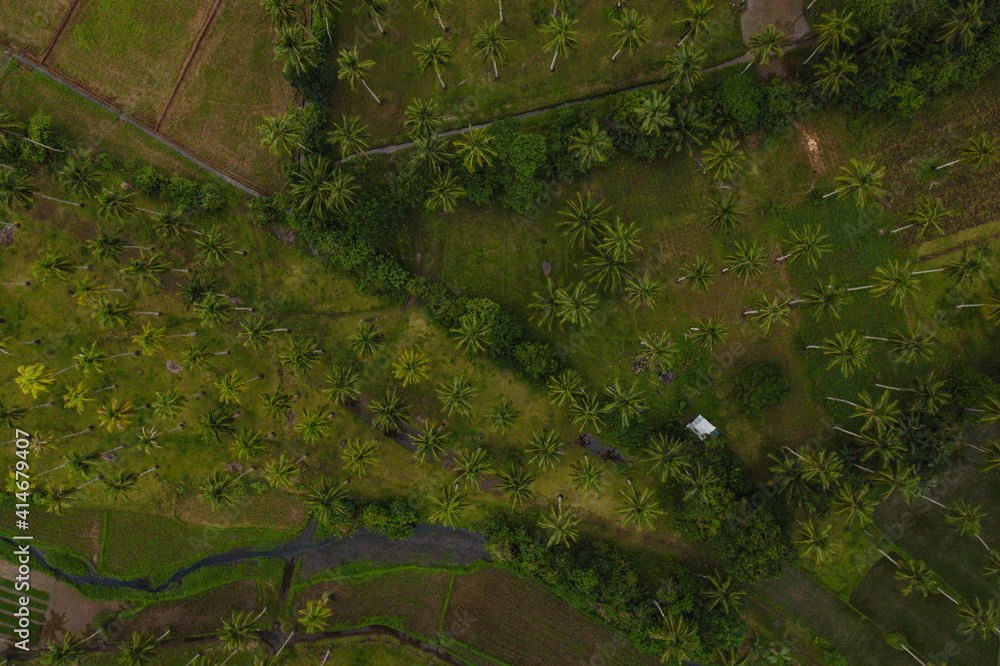 Amazing and Stunnind Drone Aerial Shot Top View of a Coconut Palm Trees in the Philippines in Southeast Asia Amazing and Stunnind Drone Aerial Shot Top View of a Coconut Palm Trees in the Philippines in Southeast Asia