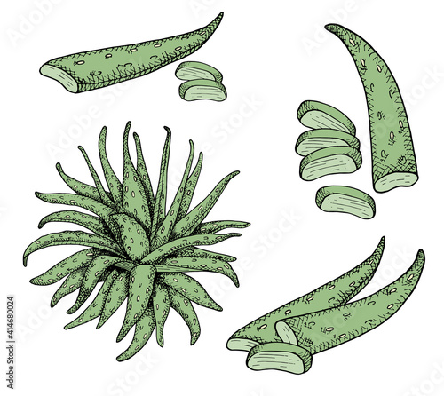 Aloe vera vector set. Heap of aloe leaf slices. Medicinal ayurveda herb arrangements. Hand drawn sketch graphic succulent plant isolated on white background. Vintage botanical illustration.