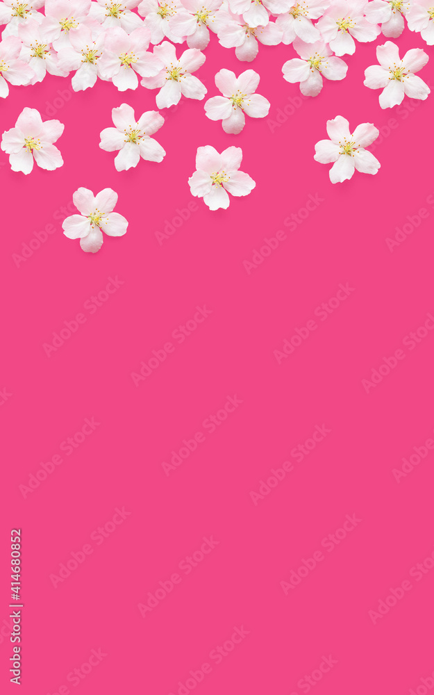 White flowers of an apple tree on a bright pink background. View from above. The concept of spring, holiday, birthday, women's day. For banner, postcard. Copspace