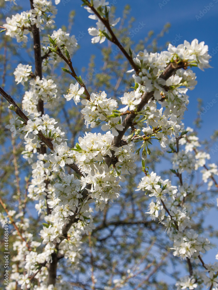 White flowers on a plum tree in spring. White flowers on a plum tree in spring.
