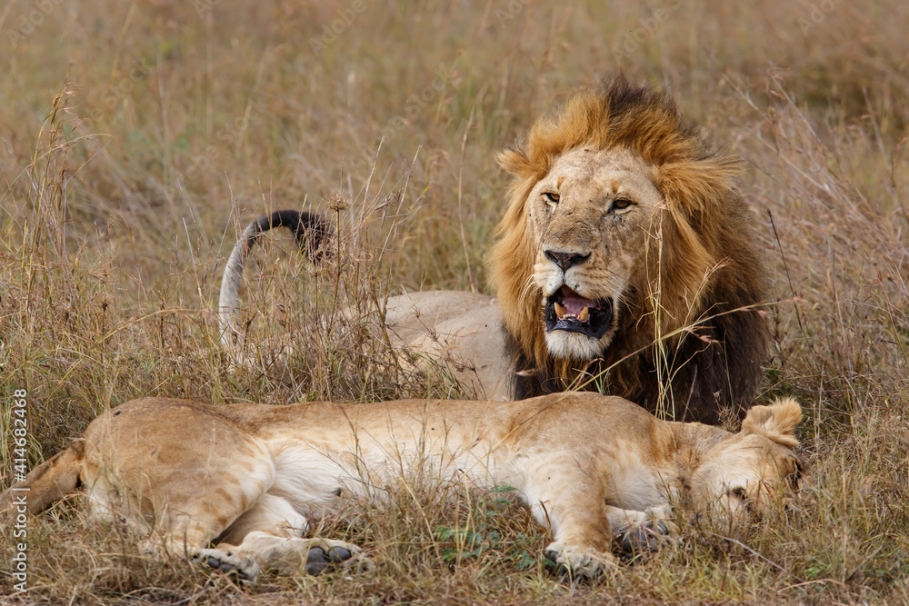Lion (Panthera leo) love couple spending several days together on the plains of the Masai Mara National Reserve in Kenya Lion (Panthera leo) love couple spending several days together on the plains of the Masai Mara National Reserve in Kenya