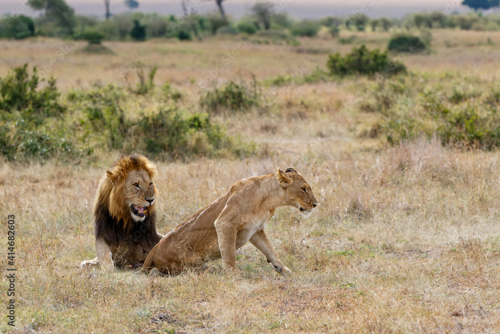 Lion (Panthera leo) love couple spending several days together on the plains of the Masai Mara National Reserve in Kenya Lion (Panthera leo) love couple spending several days together on the plains of the Masai Mara National Reserve in Kenya